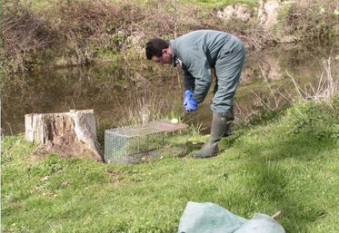 9 749 rongeurs aquatiques ont été prélevés par piégeage sur les 11 408 captures enregistrées en Deux-Sèvres.