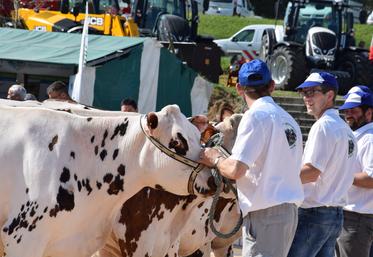 Les vaches laitières ou mixte ont le vent en poupe, notamment la race normande