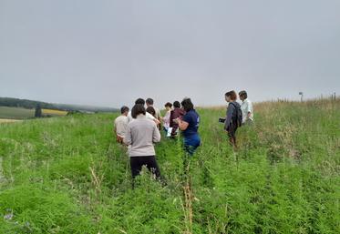 En 2024, ce sont 5 hectares de chanvre qui ont été semés en Charente.