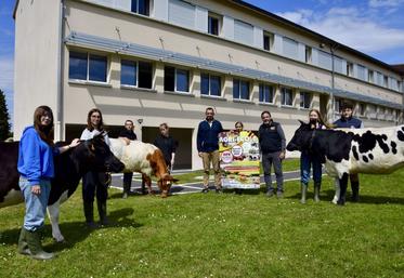 Des élèves de première bac pro présentent trois vaches (une Bretonne pie noire et deux Bordelaises), devant le nouveau bâtiment de la MFR qui sera inauguré ce samedi 24 mai.