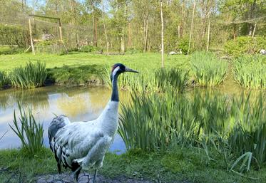 La grue cendrée, espèce migratrice protégée, partage un îlot avec des cigognes. Le parc abrite notamment un couple de cigognes noires - 75 couples restants en France - dont la reproduction cette année est la première recensée en Poitou-Charentes.