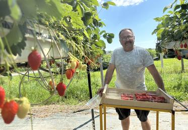 Thierry Lemaître produit 10 variétés de fraises, sous serre, à Messemé.