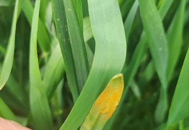 Les printemps frais et humides sont favorables au champignon.