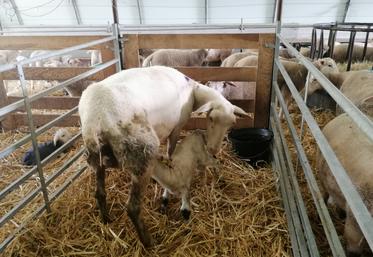 La survenue de la maladie dans les élevages ovins peut avoir des conséquences importantes sur le développement de l'agneau.