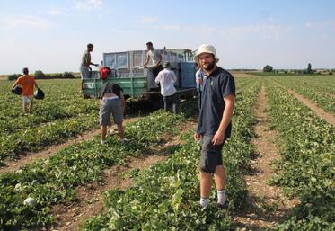 15 000 t de melons devraient être récoltés cette année dans le Haut Poitou, dont 3 000 labellisées IGP.