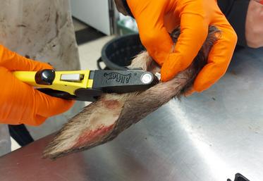 "Ça rend service à tout le monde d'avoir fait ce sondage virologique BVD sur des cervidés", confie Pascal Robichon.