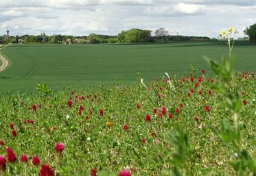 Lionel Boireau a semé 0,7 hectare de bandes fleuries.