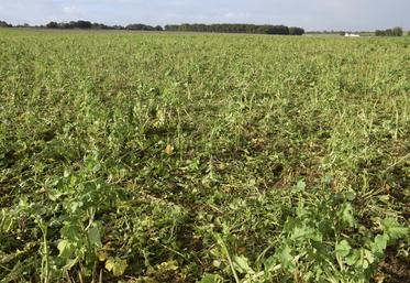 Jean-Marc Prudhomme, à Aigre, a ouvert une parcelle de 13 hectares de couverts végétaux au pâturage par des bovins. Ici, une photo prise en octobre 2024.