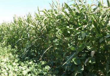 Un essai de maïs-lablab réalisé par le fournisseur de semences Semental.