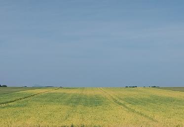 Une parcelle de pois d'hiver à l'approche de la maturité.