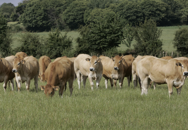 Le Label rouge a commercialisé 540 t en 2024 dans 53 points de vente, alors que le nombre d'animaux labellisables se rapproche des 50 %.