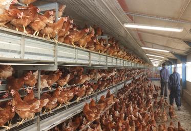 Une volière de poules pondeuses (code 2).