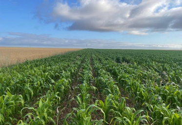 Maïs subissant un stress hydrique à 9 feuilles en groies moyenne à Vouhé (17).