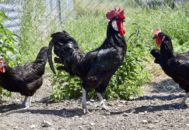 Le poulet de Barbezieux est une race emblématique du Sud Charente. Hélas, elle ne recense plus de producteurs dans sa région d'origine.