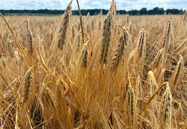 L'orge est à 60-70 quintaux avec quelques écarts selon les parcelles (jusqu'à 80 quintaux maximum). Les récoltes sont quasiment finies.