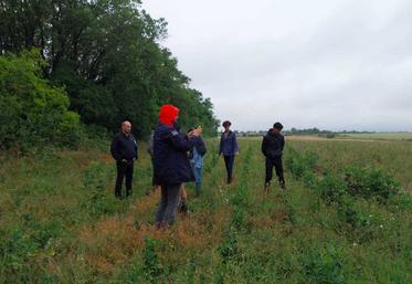 Visite d'une parcelle de silphie, implantée en 2024 sur l'exploitation de Laurent Brault à Migné-Auxances.