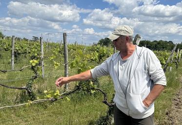 Laurent Fradon, sur une de ses parcelles à Baignes-Sainte-Radegonde, montre l'étendue des dégâts causée par le chevreuil.