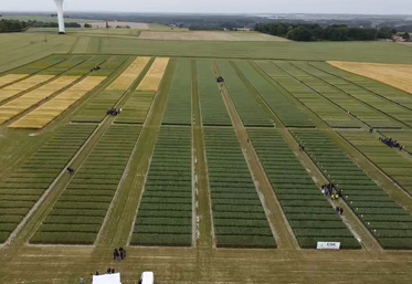 Pas moins de 14 hectares d'essais étaient proposés à Léméré.