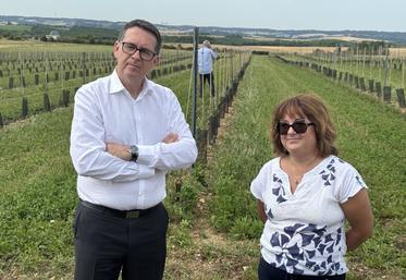 Le préfet et Laëtitia Plumat devant les 2 hectares d'oliviers plantés à Fouquebrune.