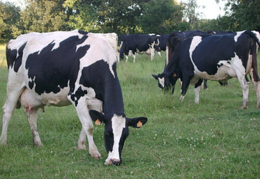 Des IA avant 19 mois peuvent permettre de produire 1 000 kg de plus à l'échelle de la carrière.