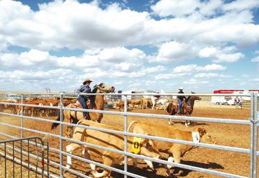 Nouveauté cette année : du tri de bétail à cheval.