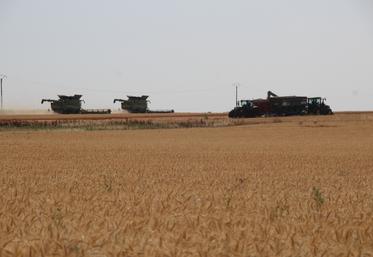 Ces derniers jours, le ballet des moissonneuses a été rythmé par les impératifs d'une météo caniculaire.