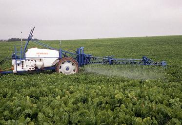 Dans l'Union européenne, le seul néonicotinoïde autorisé reste l'acétamipride, avec un seuil limite d'exposition divisé par cinq pour les fruits et légumes. Les betteraviers français l'estiment indispensable pour combattre les pucerons qui transmettent la jaunisse.
