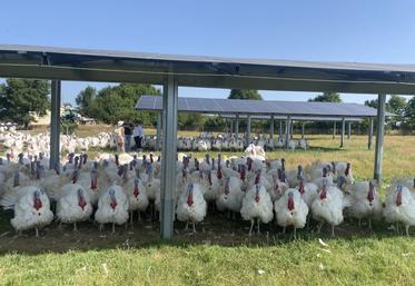 Les panneaux ont été installés sur 1 300 m2 de manière à inciter les volailles à couvrir toute la surface du terrain.