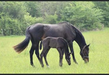 Barbiegirl et Million, de l'élevage des Trois Roses à Réparsac.