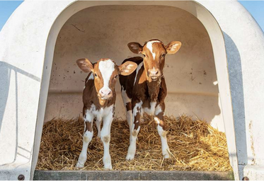 La pratique généralisée consiste aujourd'hui à passer les veaux dans des logements collectifs autour de trois semaines.