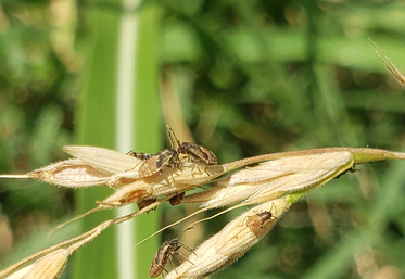 Les fausses punaises des céréales n'impacte pas la santé humaine. 