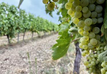 Vignes du lycée de L'Oisellerie à La Couronne. Photo prise le 21 août 2025.