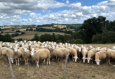 Seules les brebis maigres nécessitent un apport de concentré.