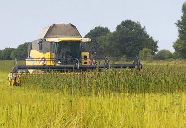 La récolte a commencé lundi 25 août, avec 8 jours d'avance.