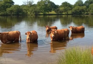 La disponibilité en eau chez les bovins doit être au moins de 15 à 18 litres/animal/minute car les animaux ne restent généralement pas sur la zone d'abreuvement si la zone pâturée en est distincte.