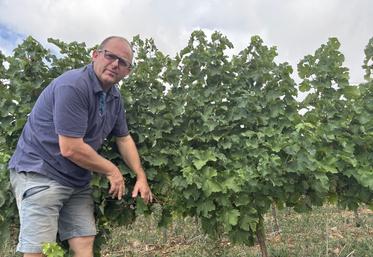 Stéphane Fleury vendanges 2005 vignes sauvignon blanc haut poitou