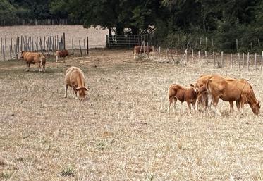 Dans les prés, jaunis par l'intensité des chaleurs, les vaches peinent à trouver de quoi se nourrir.