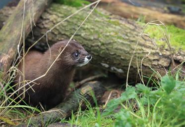 La population française est estimée à moins de 250 individus, principalement en Nouvelle-Aquitaine.