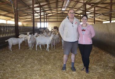 Laurent et Émeline Maigret au milieu de leurs chèvres Saanen.