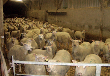 Le crédit d'impôt a notamment permis à Quentin Ganne, à Bretignolles, de travailler sur le désaisonnement.