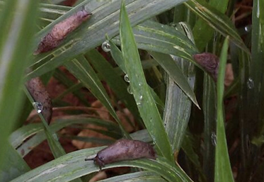 Les seuils d'action se situent entre 1 et 10 limaces au m2 selon les cultures et les stades d'évolution de la plante.