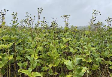 Sur cette parcelle située à Saint-Gelais, la récolte a commencé il y a quelques jours.