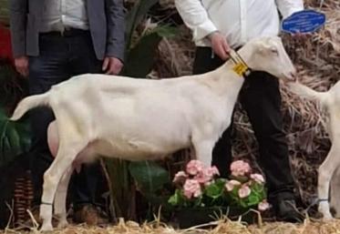 Frédéric Guitton (à dr.) organise le concours.