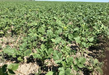 Les critères ont été pensés pour maintenir l'élevage
sur le territoire et développer la couverture des sols.