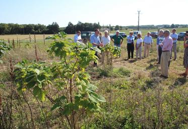 Le paulownia peut être valorisé jusqu'à 150 € par m³.