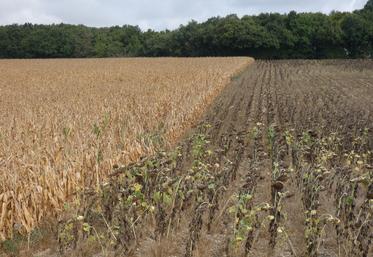 Les maïs comme les tournesols ont souffert des coups de chaleur de l'été.