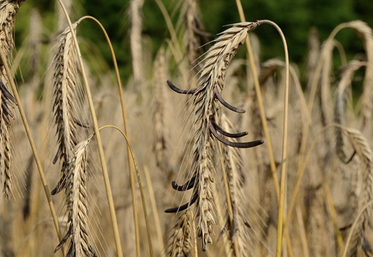 L'ergot a été particulièrement présent dans les récoltes d'été.