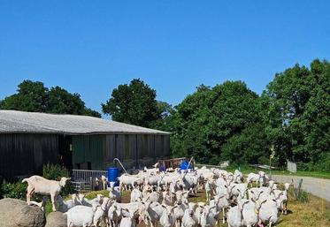 Tony Billy moutiers sous Chantemerle 79 chèvres extérieur