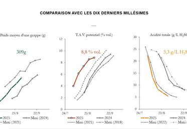 Les relevés du réseau du BNIC montrent un poids des grappes plutôt faible, avec un TAV potentiel très élevé et une faible acidité.