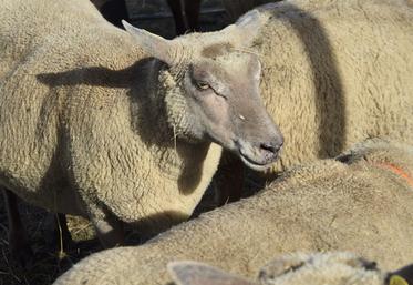 Le salon Tech Ovin est l'occasion de prendre le pouls de la filière ovine. Les problèmes sont essentiellement sanitaires, cette année.